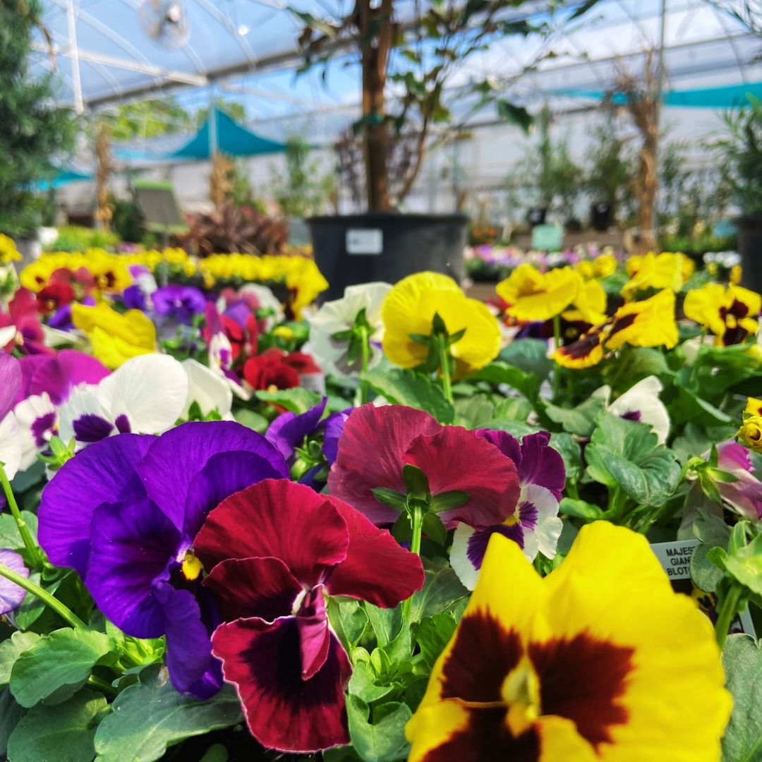 Blooms with Benefits – Blotch Pansy Mix + Red Tulips