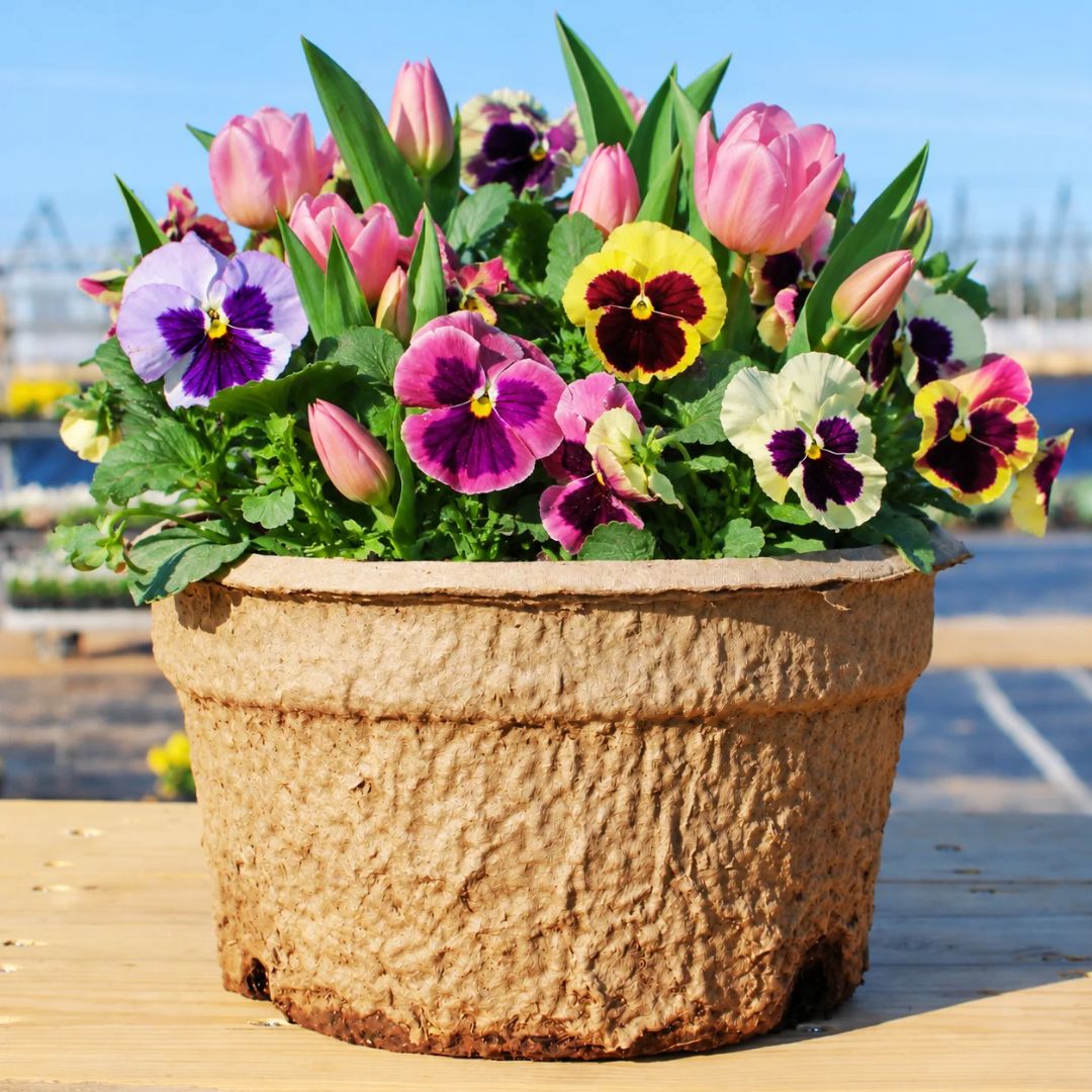 Blooms with Benefits – Coastal Sunrise Pansy Mix + Pink Tulips