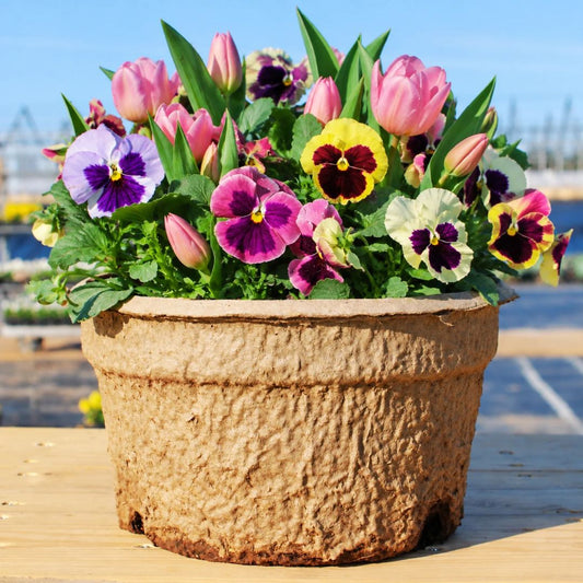 Blooms with Benefits – Coastal Sunrise Pansy Mix + Pink Tulips