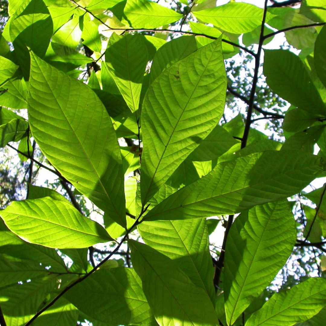 Paw Paw Tree