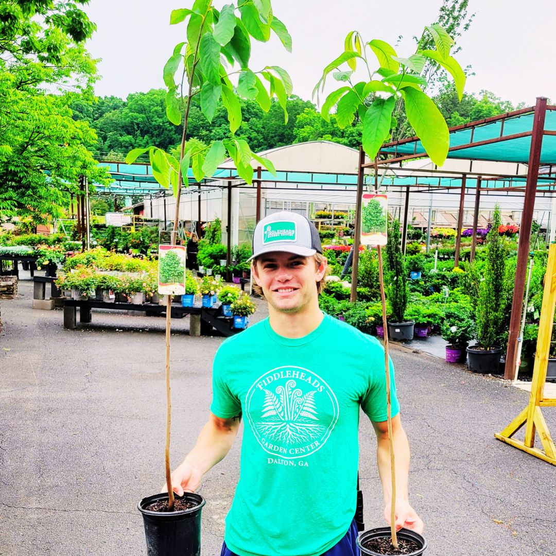 Paw Paw Tree