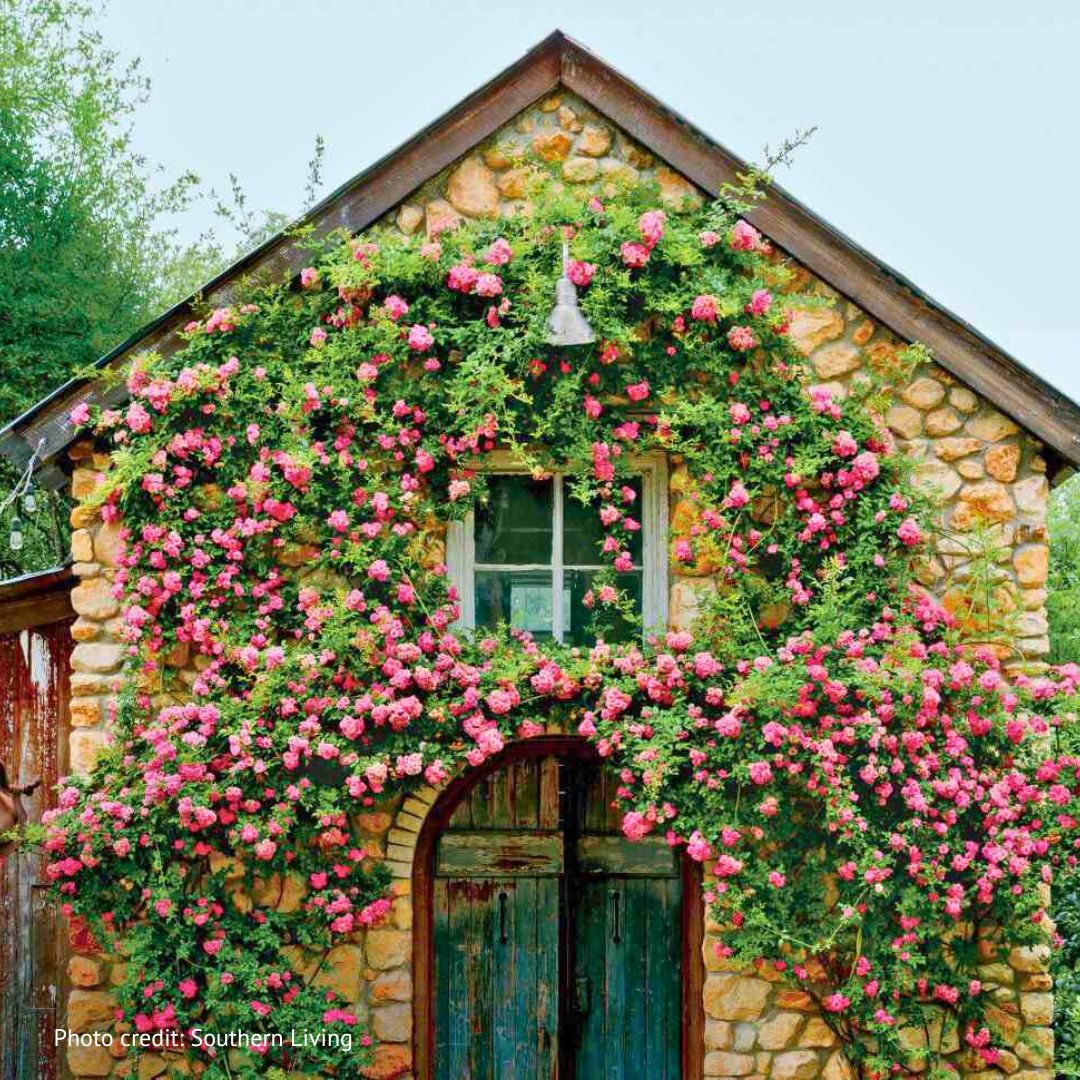 Climbing Rose | Peggy Martin – Fiddleheads Garden Center