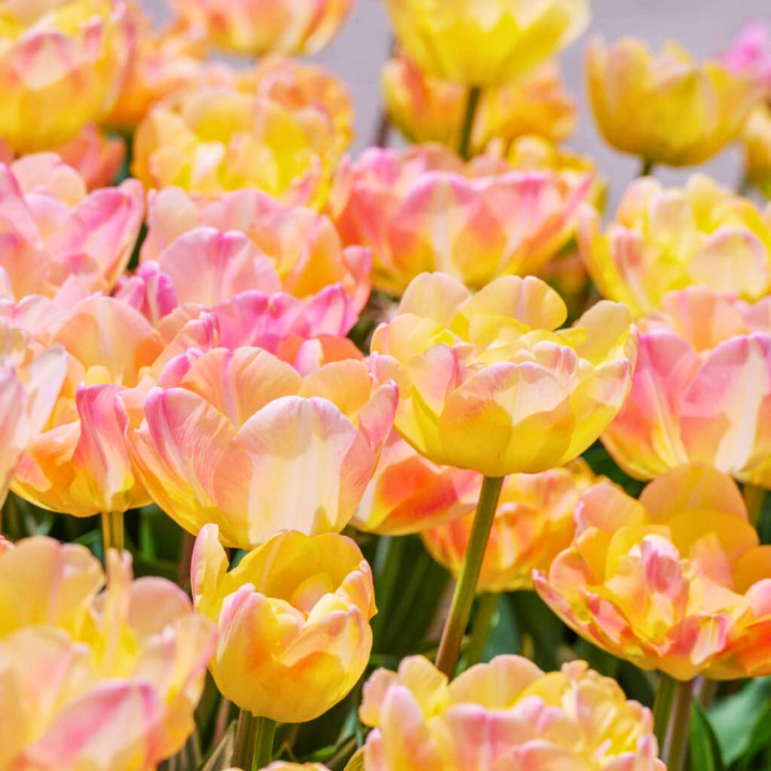 Semidouble Mid–Late 'Pillow Talk' Tulip Blend