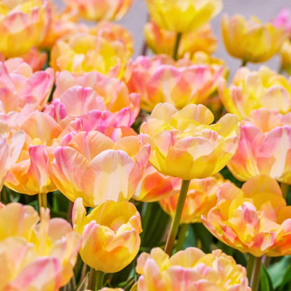 Semidouble Mid–Late 'Pillow Talk' Tulip Blend