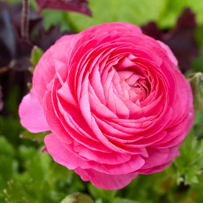 Ranunculus Sprinkles