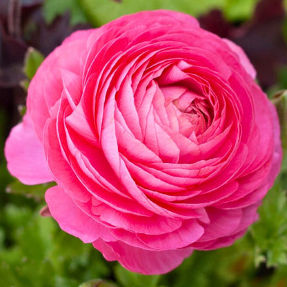Ranunculus Sprinkles | Pink