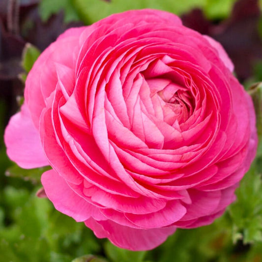 Ranunculus Sprinkles | Pink