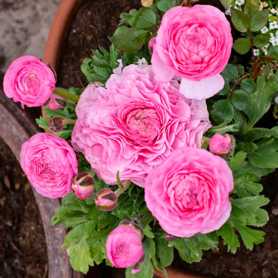 Ranunculus Sprinkles | Pink