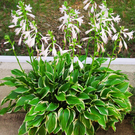Hosta SunHosta