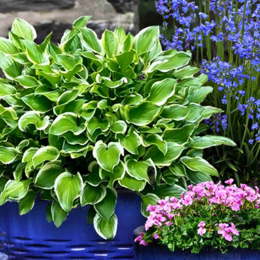 Hosta SunHosta