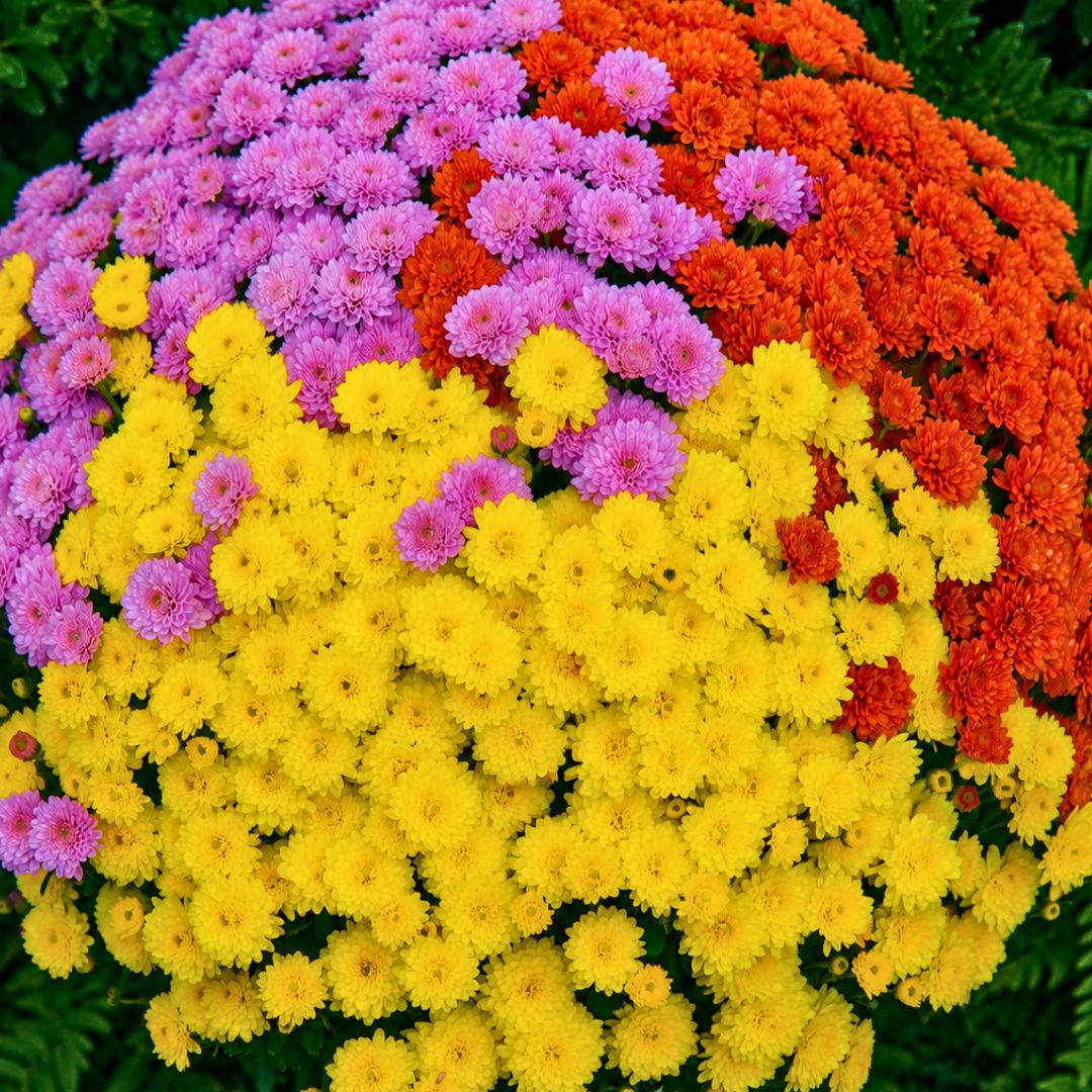 Ursula Fancy Tricolor Mum