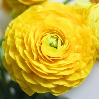 Ranunculus Sprinkles