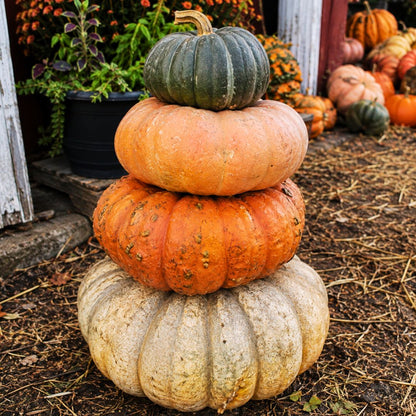 Pumpkin Stacks