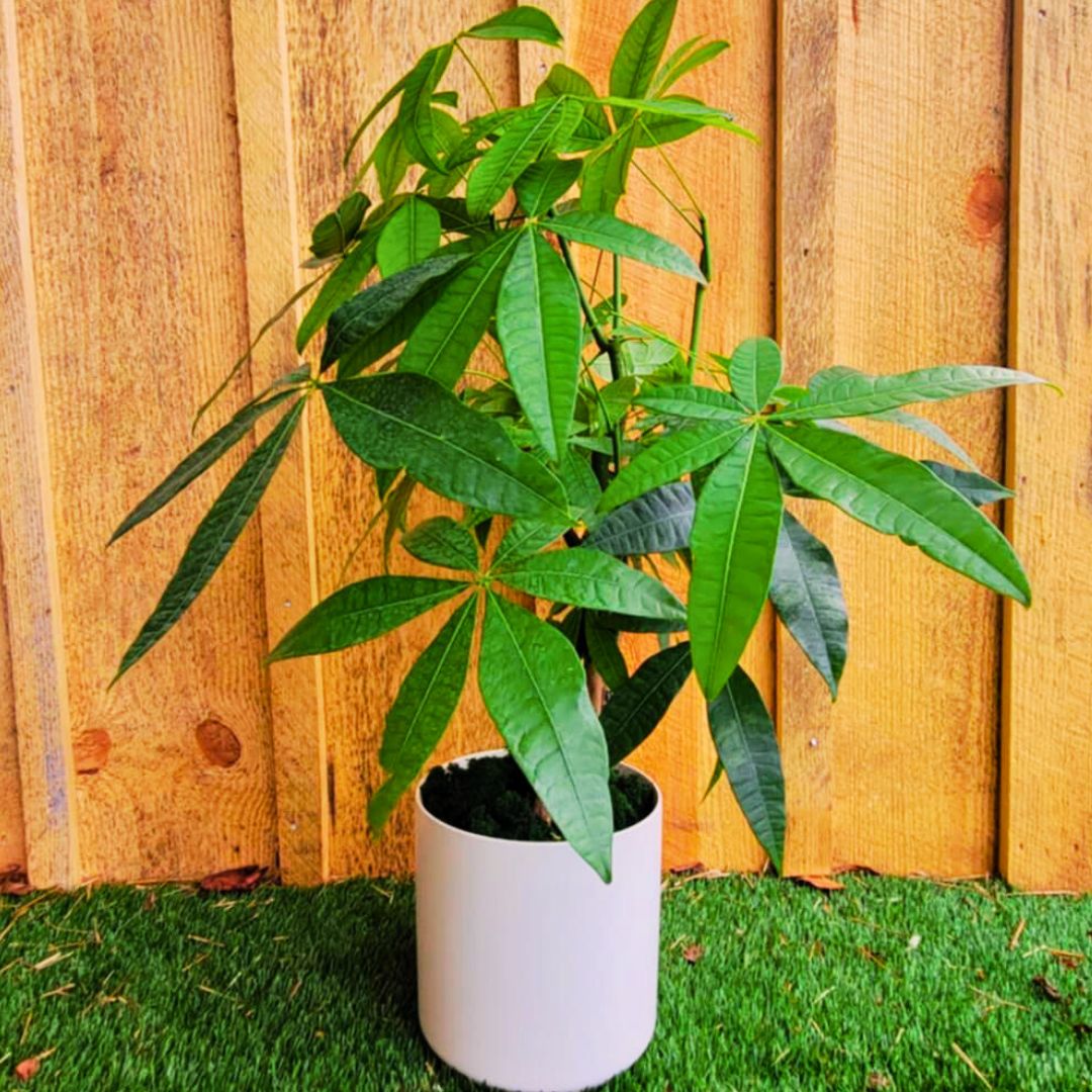 'Lucky Charm' Money Tree 🪴