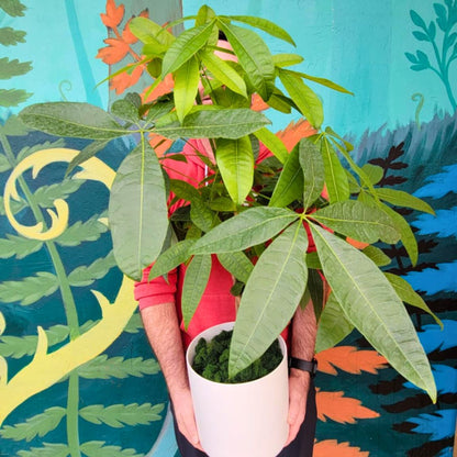 'Lucky Charm' Money Tree 🪴