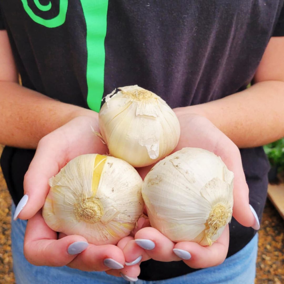 Allium Mount Everest | Trio of Bulbs – Fiddleheads Garden Center