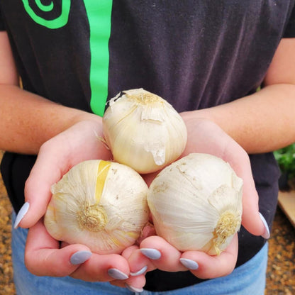 Allium Mount Everest | Trio of Bulbs