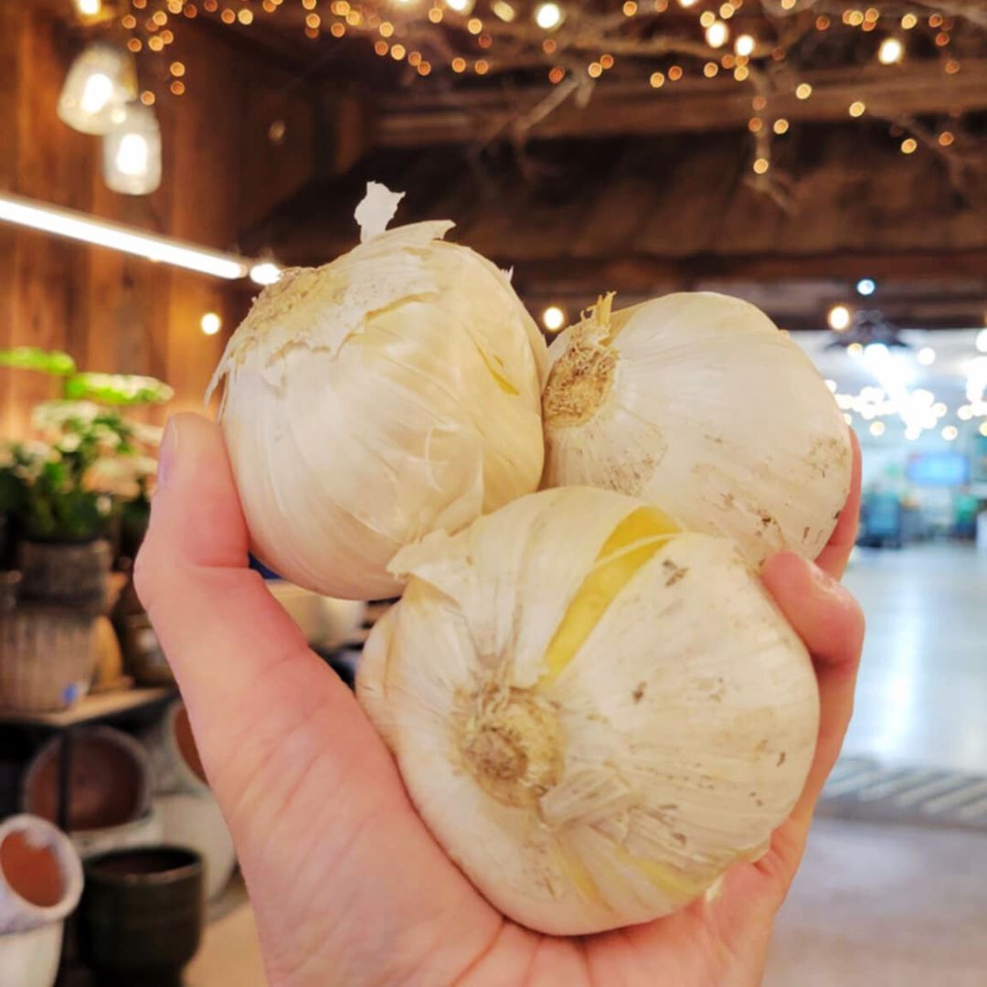 Allium Mount Everest | Trio of Bulbs – Fiddleheads Garden Center
