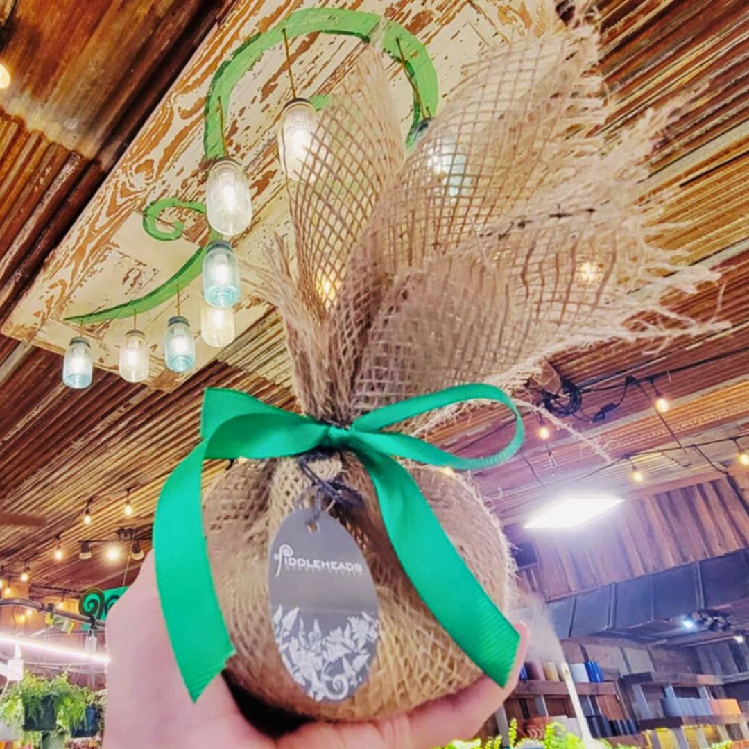 Allium Mount Everest | Trio of Bulbs