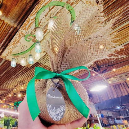 Allium Mount Everest | Trio of Bulbs