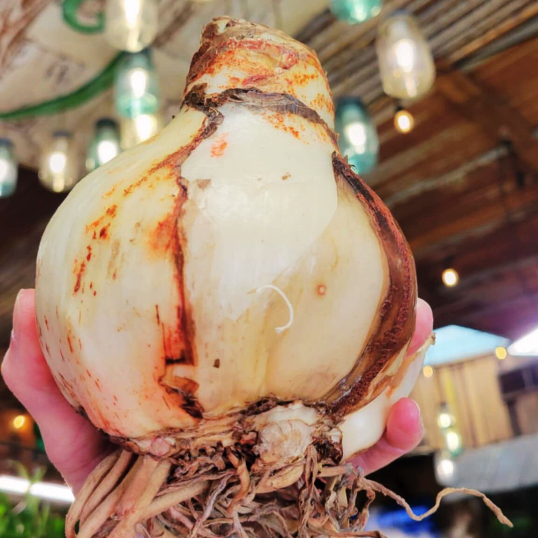 Deck The Fronds - Amaryllis