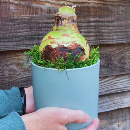 Deck The Fronds - Amaryllis