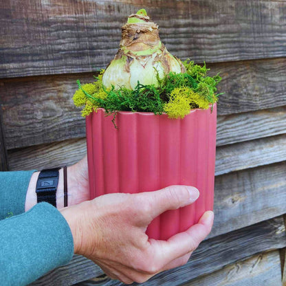 Deck The Fronds - Amaryllis