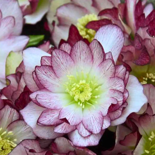 Blushing Bridesmaid — Helleborus (Wedding Party Series)