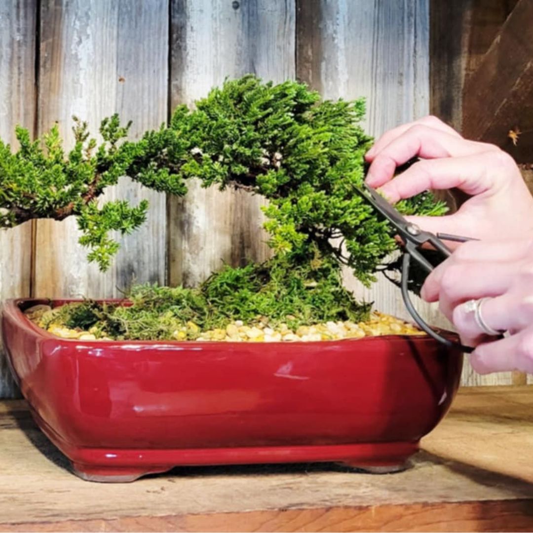 The 'Miyagi' Bonsai