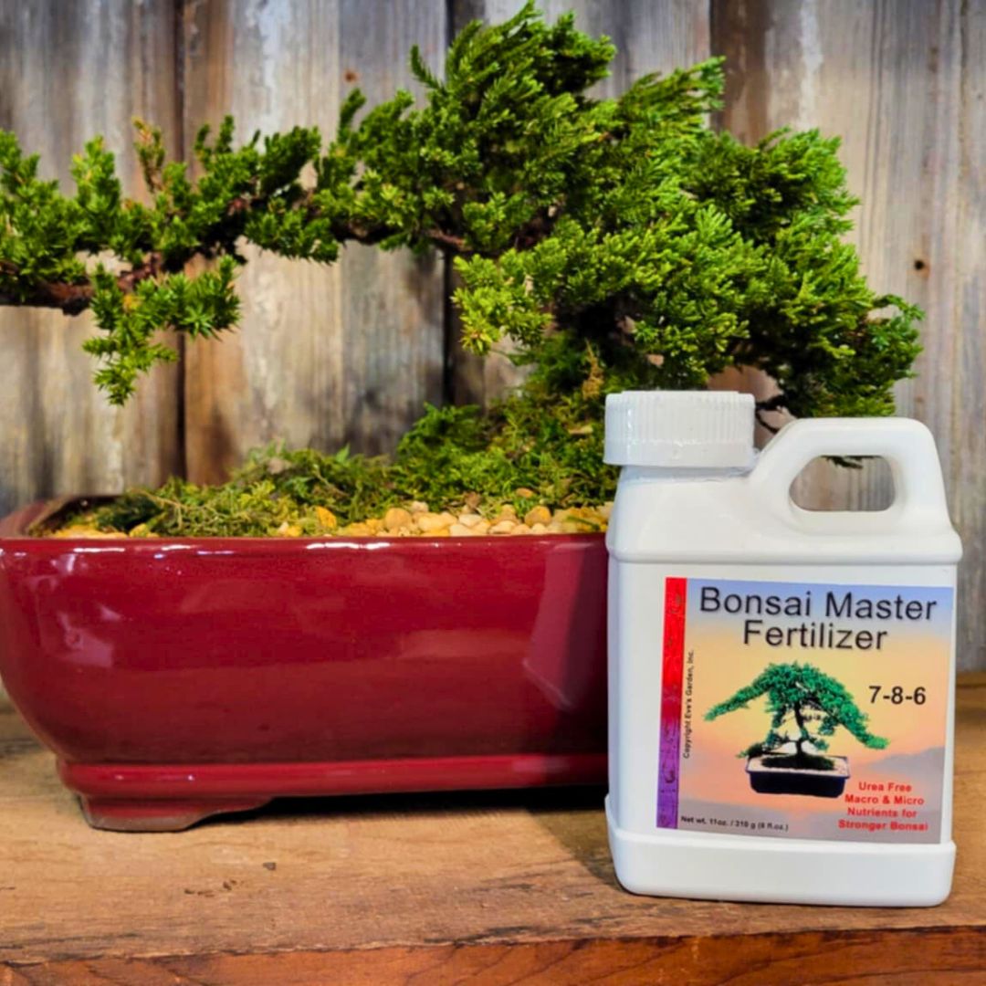 The 'Miyagi' Bonsai