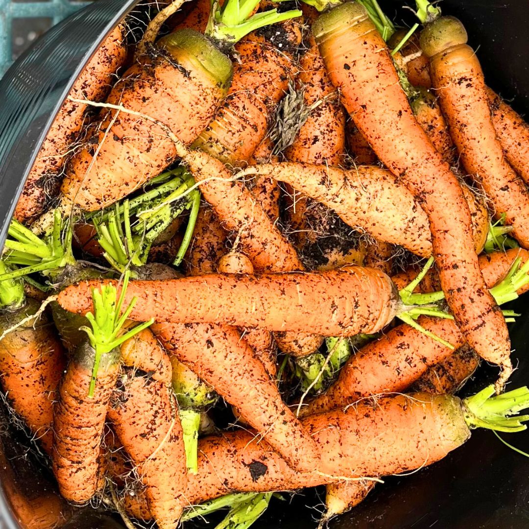 Winter Market Produce Subscription Box (Biweekly)