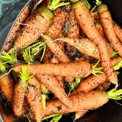 Winter Market Produce Subscription Box (Biweekly)