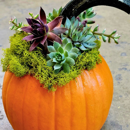 succulents planted in pumpkins Succulent Pumpkins – Fiddleheads Garden Center