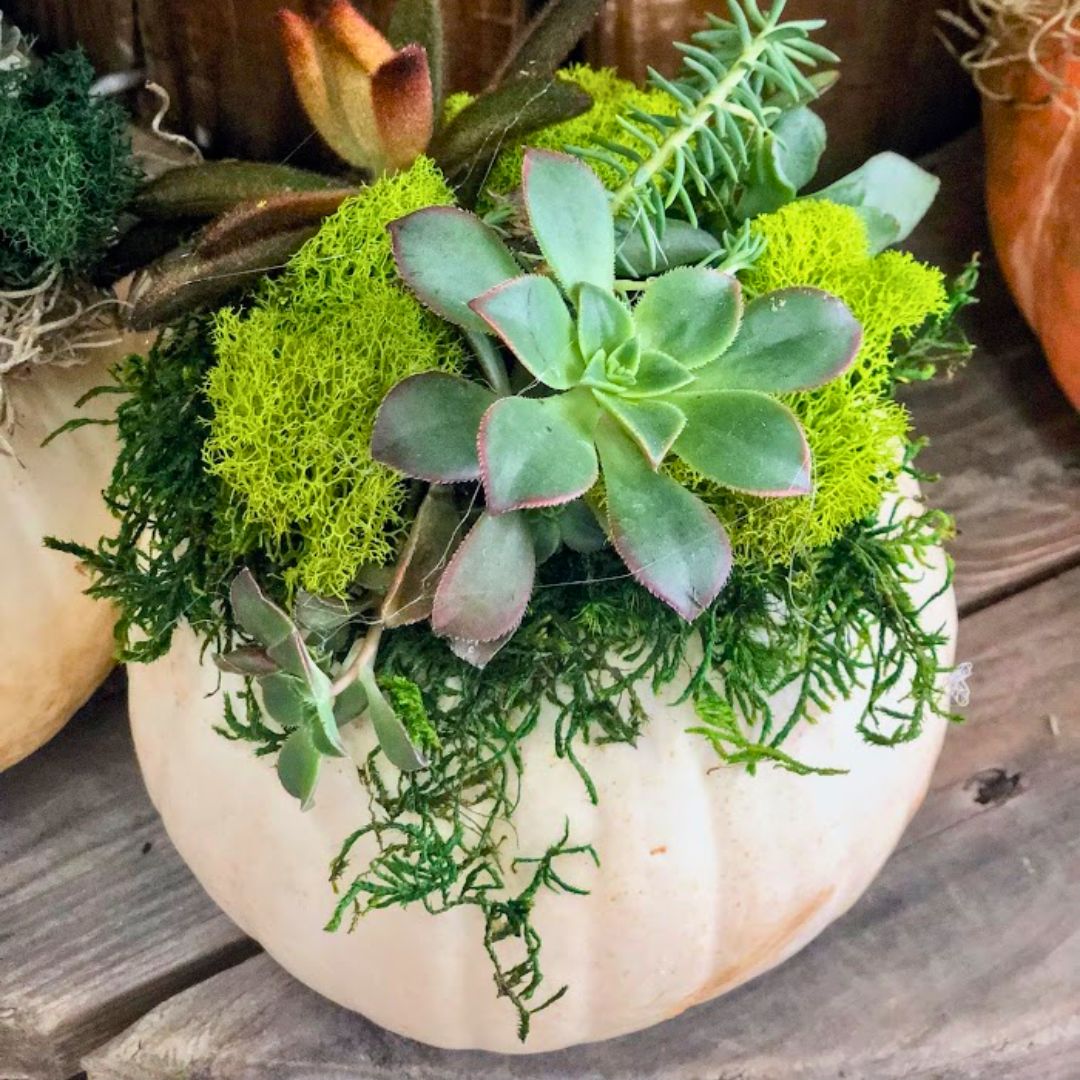 Succulent Pumpkins