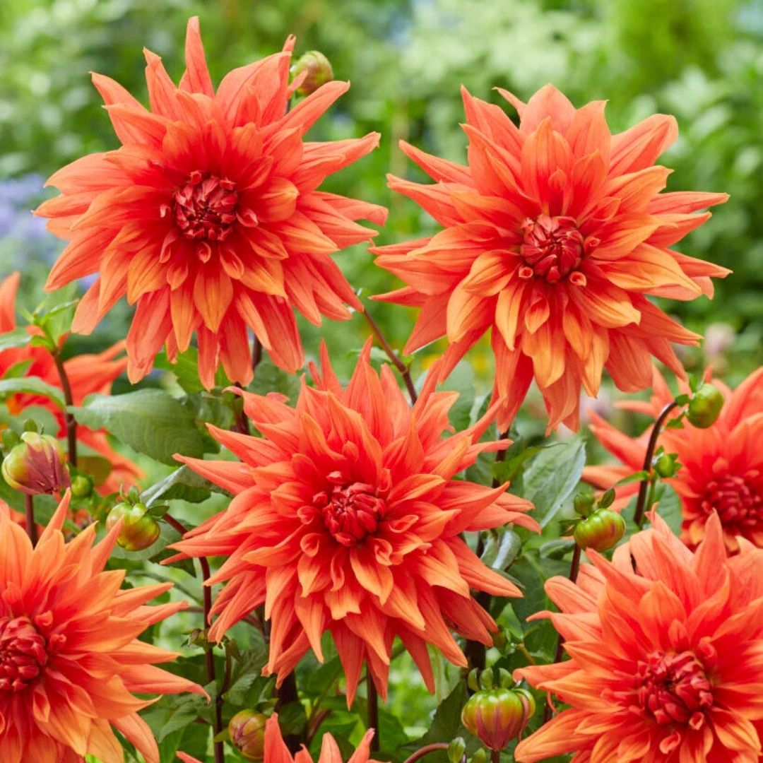 Dahlia Dinnerplate 'Color Spectacle' - Spring Bulb 🌱