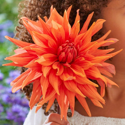 Dahlia Dinnerplate 'Color Spectacle' - Spring Bulb 🌱