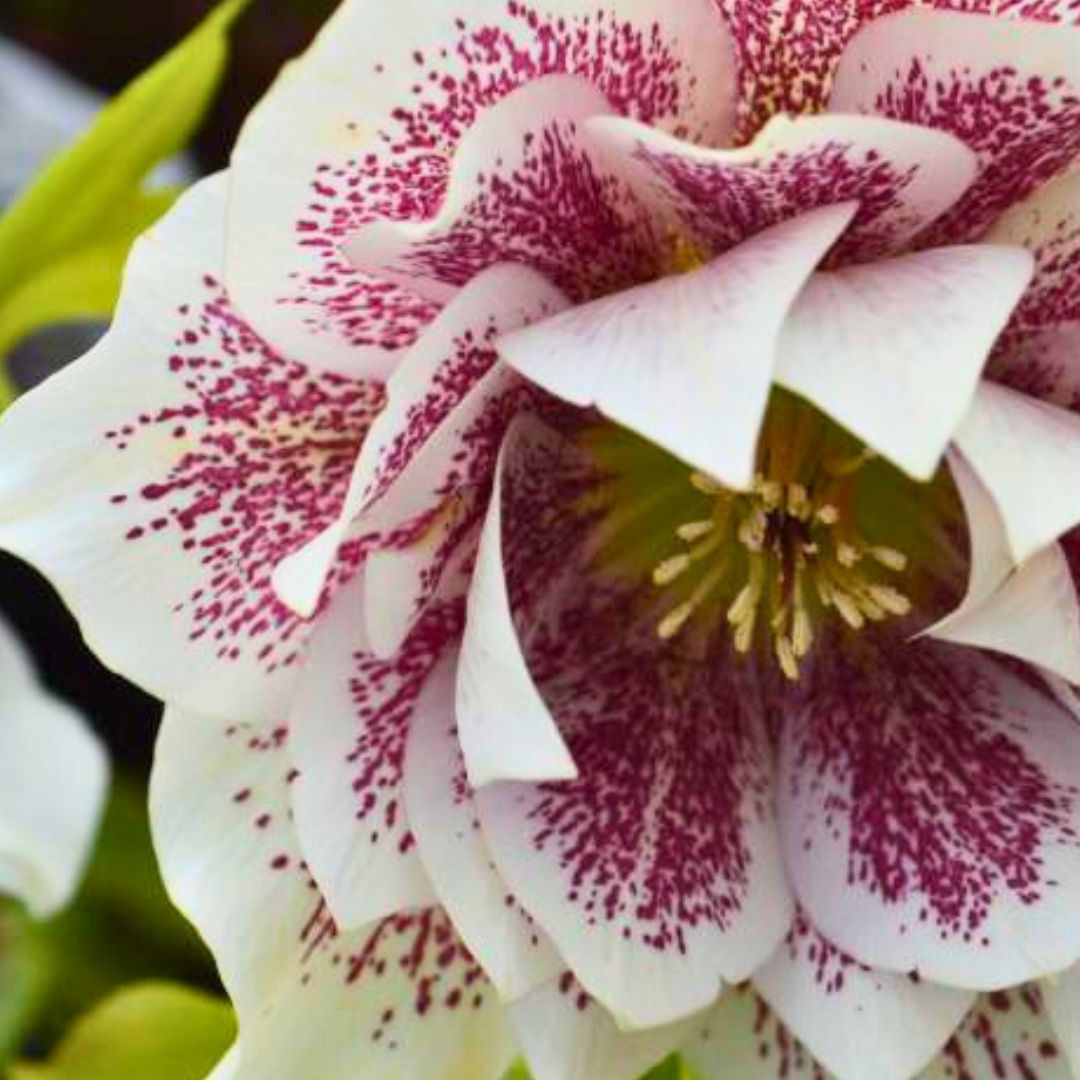 Confetti Cake — Hellebores (Wedding Party Series)