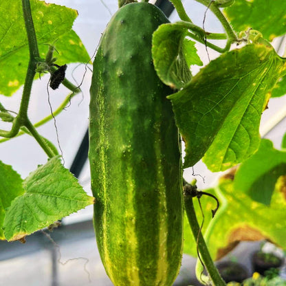 Winter Market Produce Subscription Box (Biweekly)