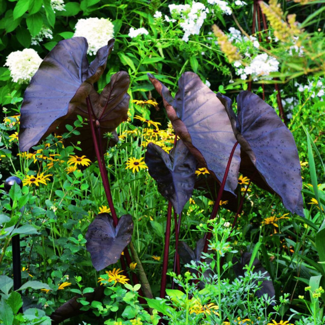 Diamond Head Elephant Ear - Spring Bulb 🌱