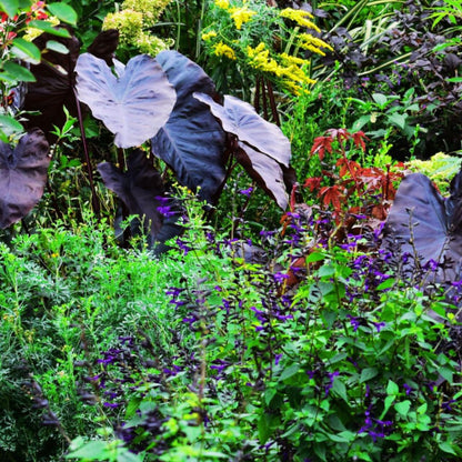 Diamond Head Elephant Ear - Spring Bulb 🌱