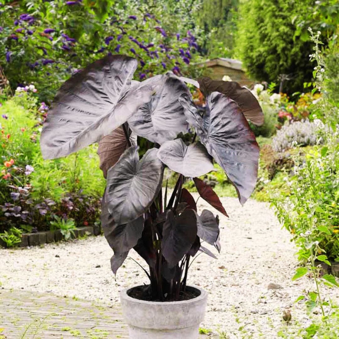 Diamond Head Elephant Ear - Spring Bulb 🌱