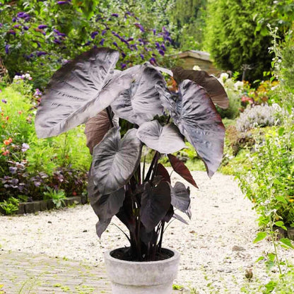 Diamond Head Elephant Ear - Spring Bulb 🌱