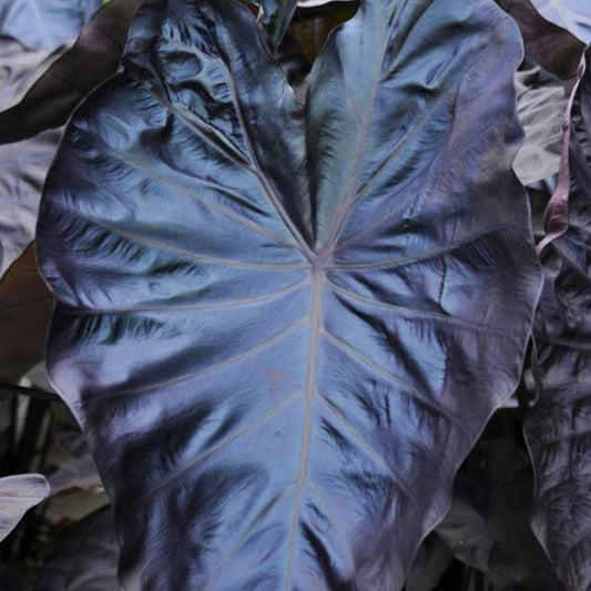 Diamond Head Elephant Ear - Spring Bulb 🌱