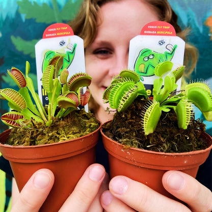 fly traps indoor plant Venus Fly Trap 🪴 – Fiddleheads Garden Center