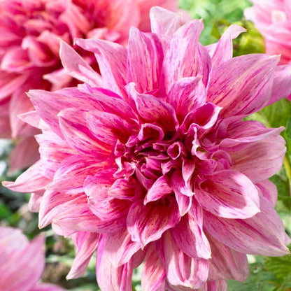 Dahlia Dinnerplate 'Emory Paul' - Spring Bulb 🌱