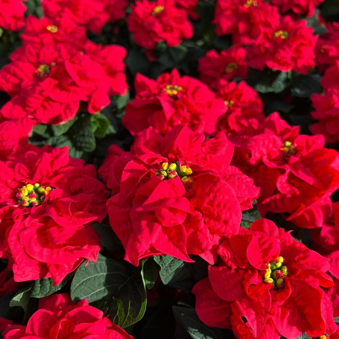 'Fiddlefire Red' Poinsettia