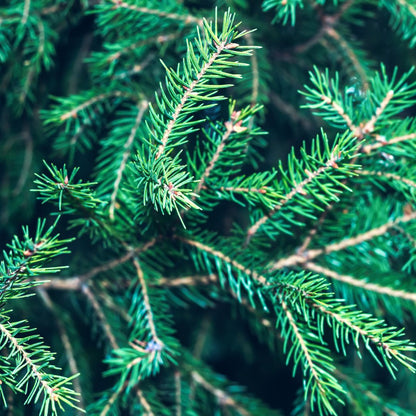 Oh, Christmas Tree Experience