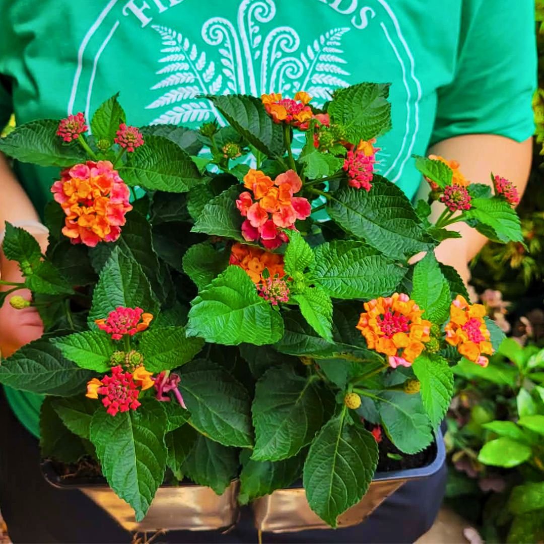 Lantana Bandolero 'Cherry Sunrise'