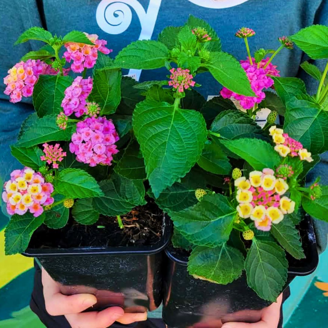Lantana Bandolero 'Lychee'