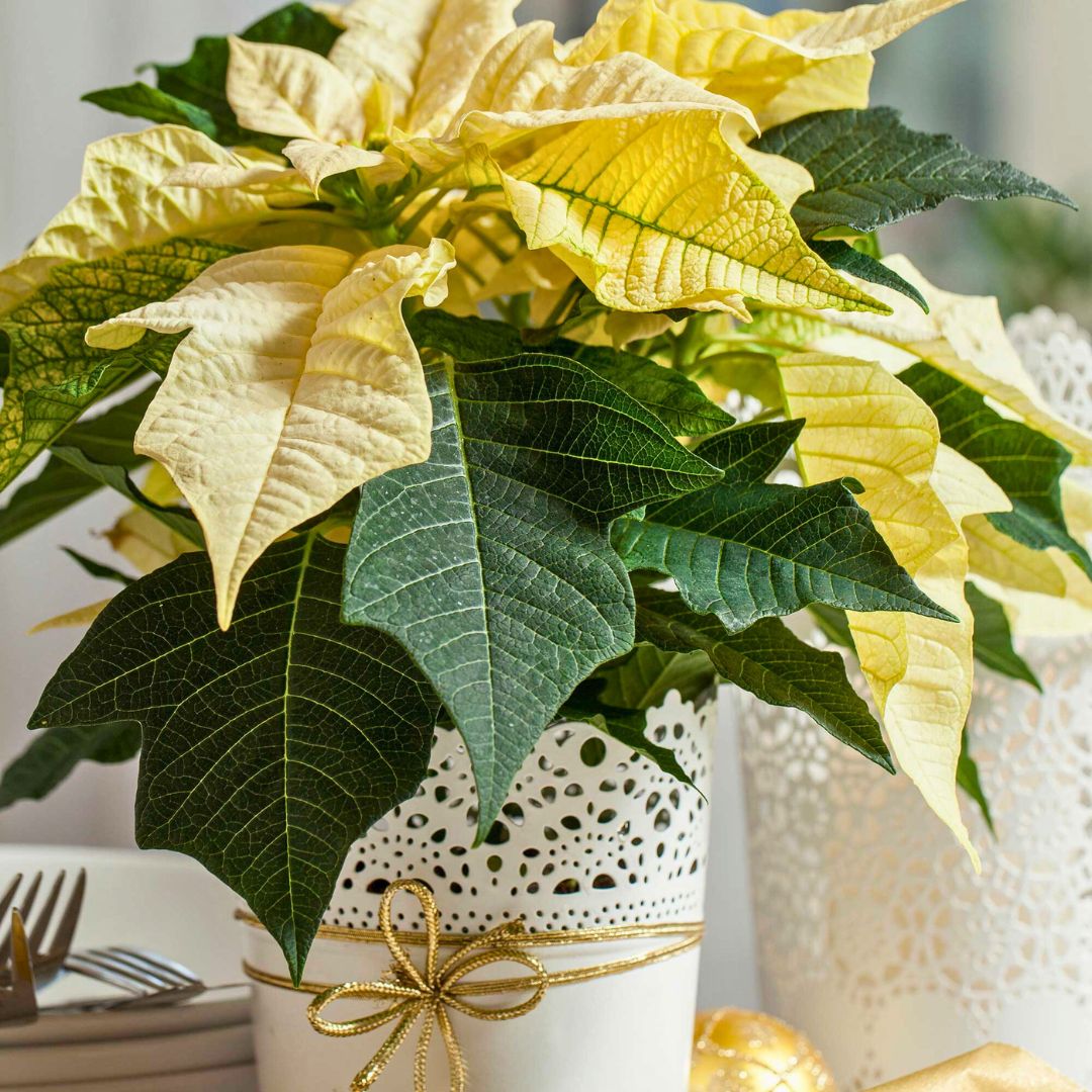 'Golden Frond' Poinsettia